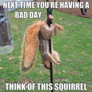 Meme of Squirrel