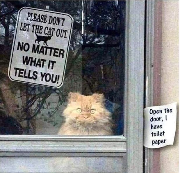 funny cat with toilet paper sign