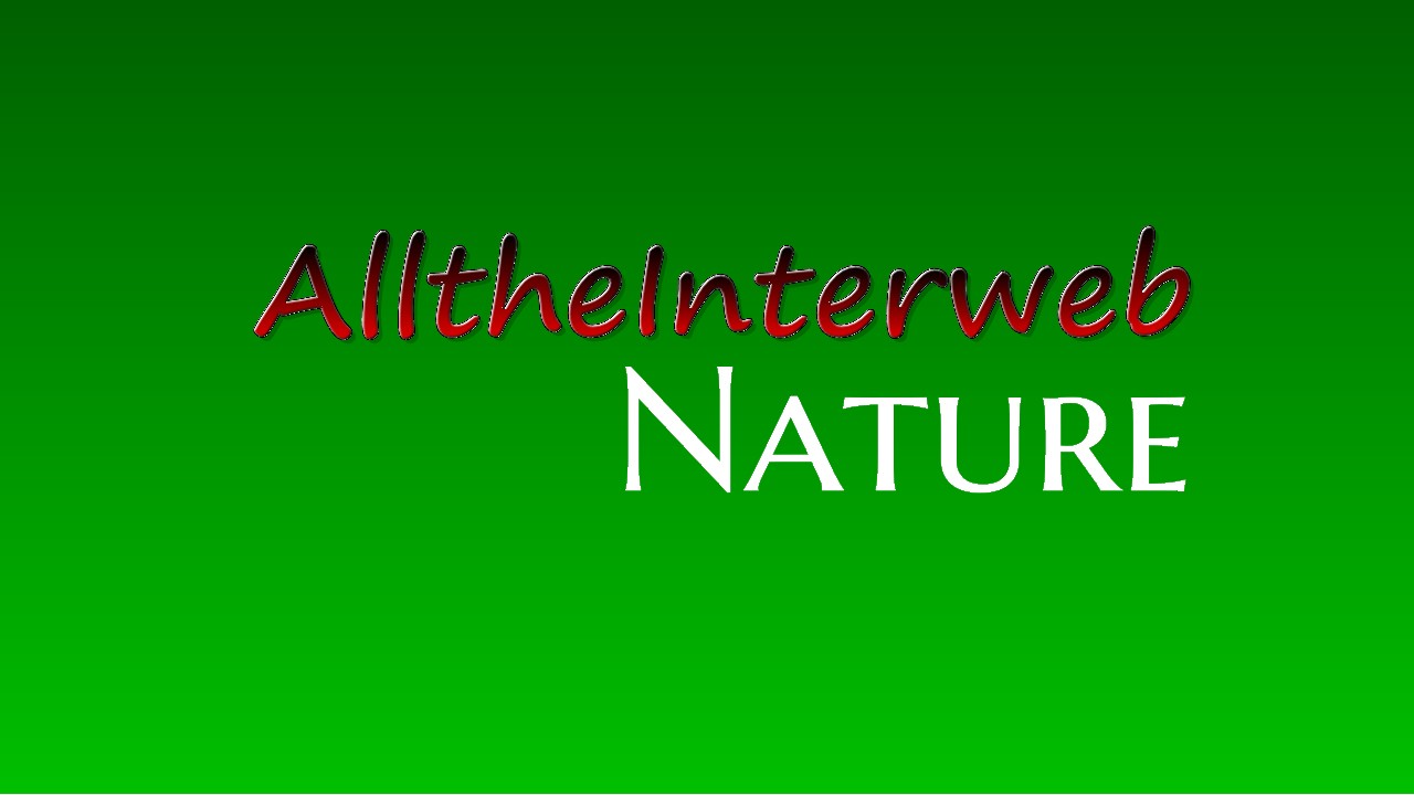 AlltheInterweb Nature